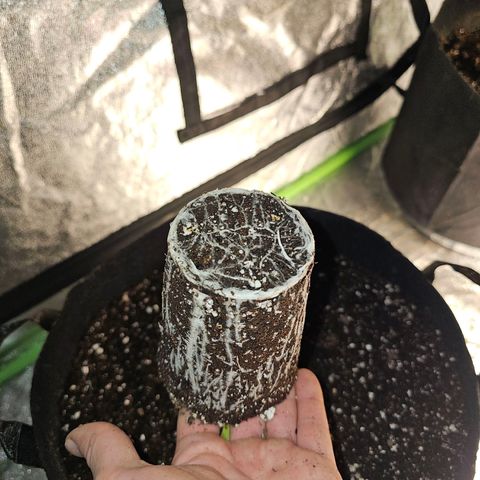 Chick Magnet x3 growlog timeline photo