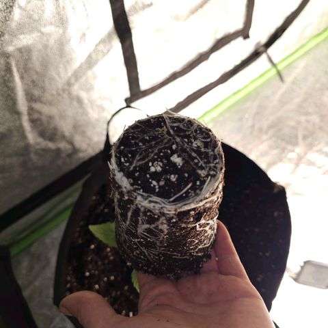 Chick Magnet x3 growlog timeline photo