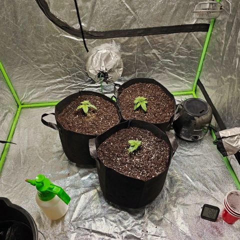Chick Magnet x3 growlog timeline photo