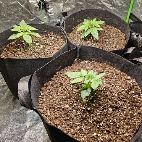 Chick Magnet x3 growlog timeline photo