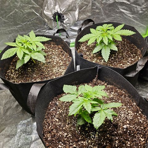 Chick Magnet x3 growlog timeline photo