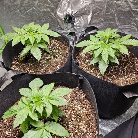 Chick Magnet x3 growlog timeline photo