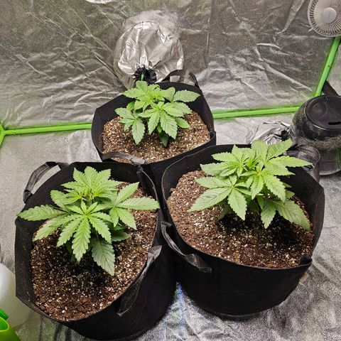 Chick Magnet x3 growlog timeline photo
