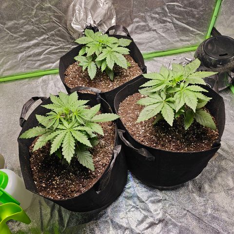 Chick Magnet x3 growlog timeline photo
