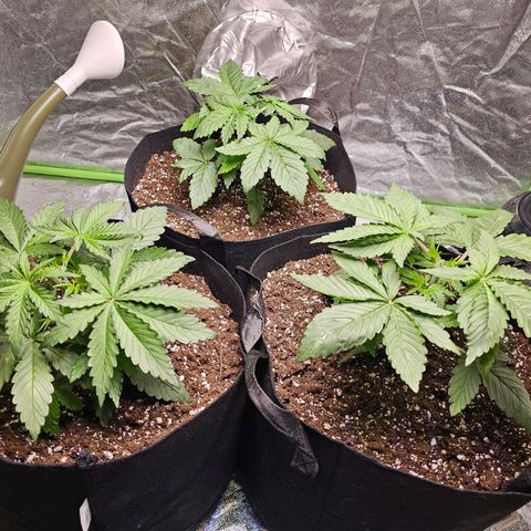 Chick Magnet x3 growlog timeline photo