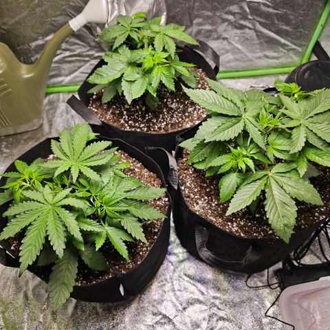 Chick Magnet x3 growlog timeline photo