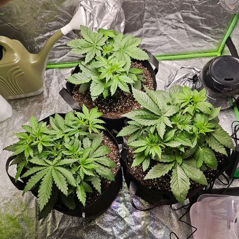 Chick Magnet x3 growlog timeline photo