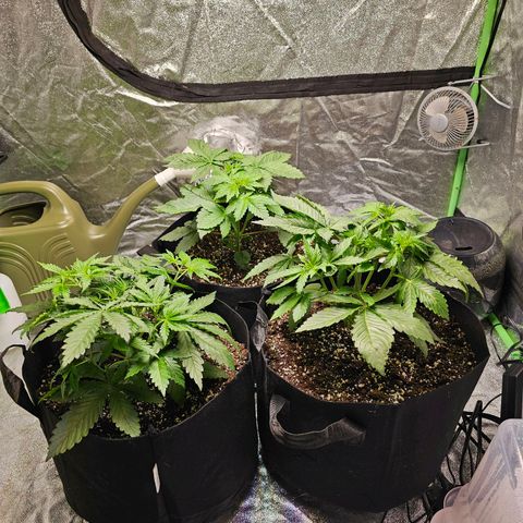 Chick Magnet x3 growlog timeline photo