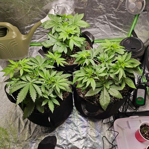 Chick Magnet x3 growlog timeline photo