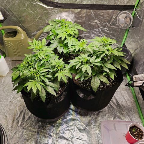 Chick Magnet x3 growlog timeline photo