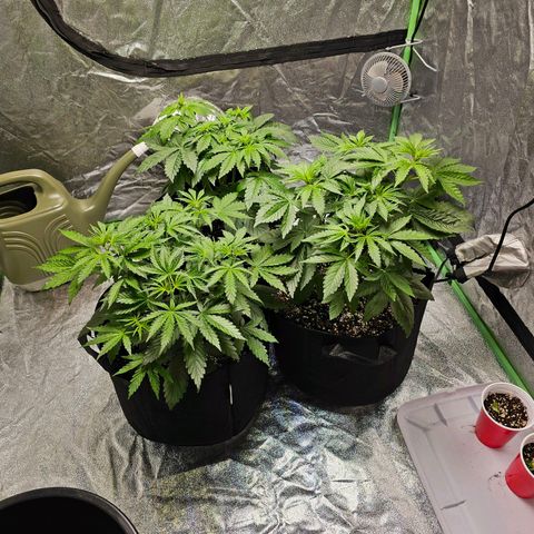 Chick Magnet x3 growlog timeline photo