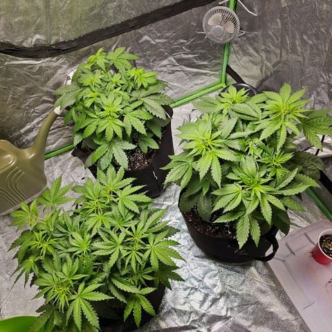 Chick Magnet x3 growlog timeline photo