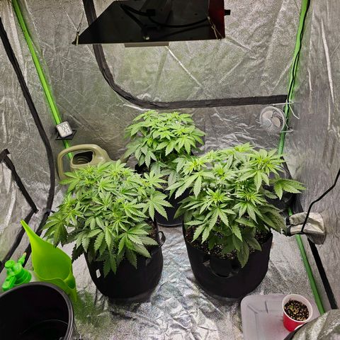 Chick Magnet x3 growlog timeline photo
