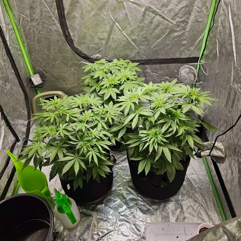 Chick Magnet x3 growlog timeline photo