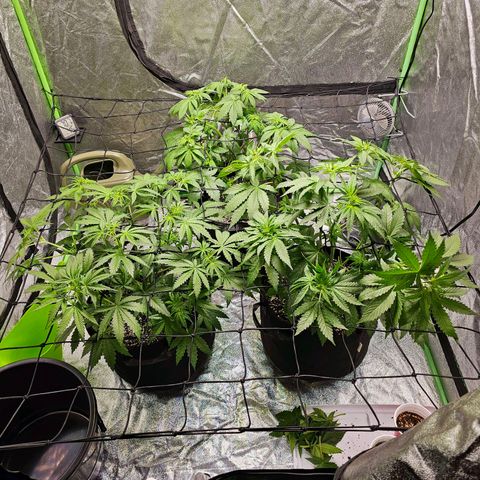 Chick Magnet x3 growlog timeline photo