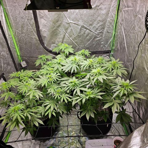 Chick Magnet x3 growlog timeline photo