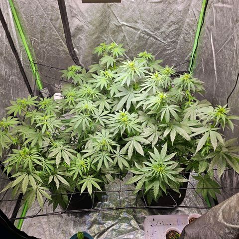 Chick Magnet x3 growlog timeline photo