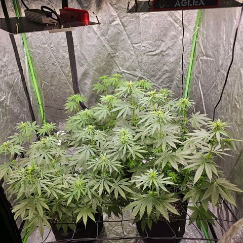 Chick Magnet x3 growlog photo: Added another 200w led