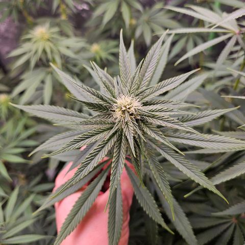 Chick Magnet x3 growlog timeline photo