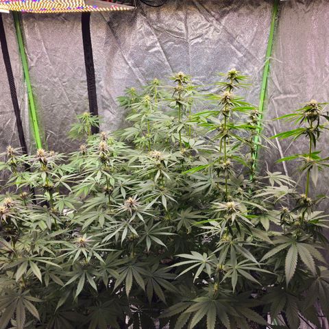 Chick Magnet x3 growlog timeline photo