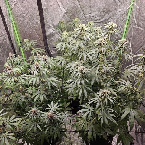 Chick Magnet x3 growlog timeline photo