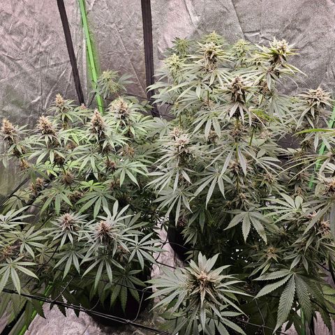 Chick Magnet x3 growlog timeline photo