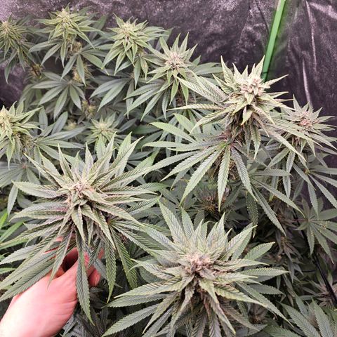Chick Magnet x3 growlog timeline photo