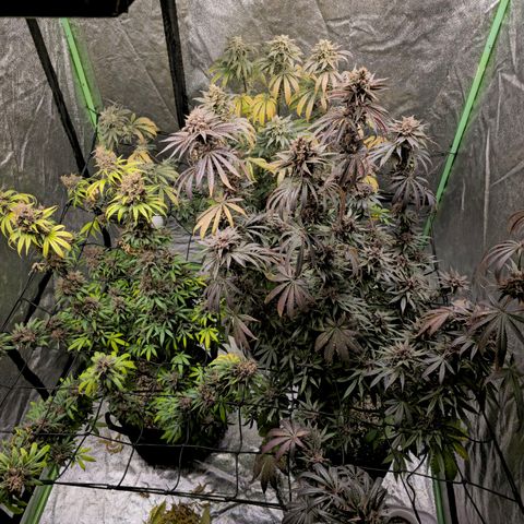 Chick Magnet x3 growlog timeline photo