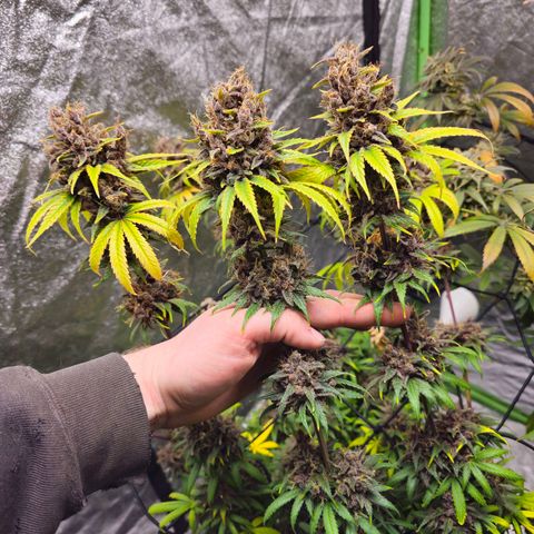 Chick Magnet x3 growlog timeline photo