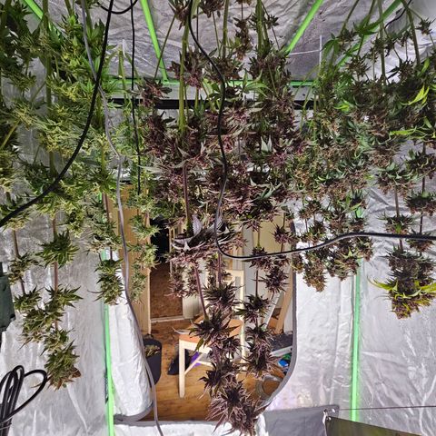 Chick Magnet x3 growlog timeline photo