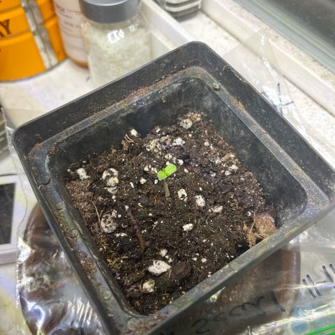 papaya growlog timeline photo