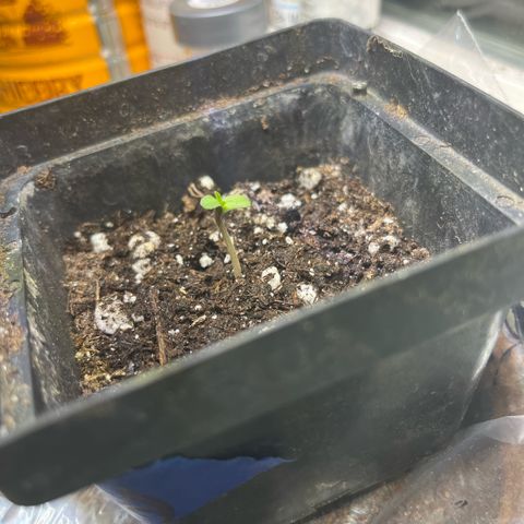 papaya growlog timeline photo