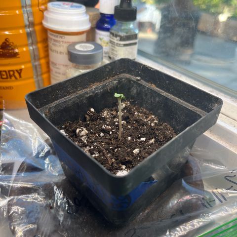 papaya growlog timeline photo