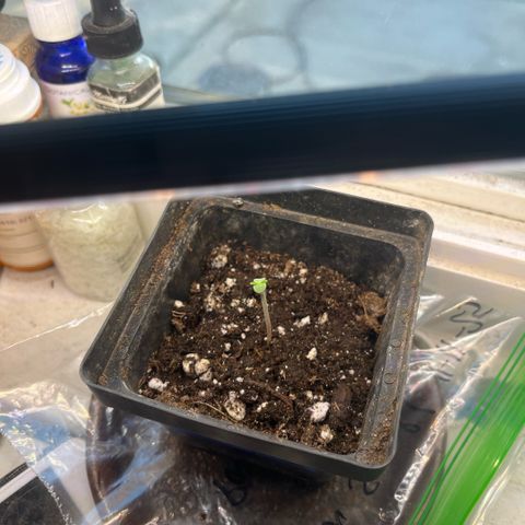 papaya growlog timeline photo