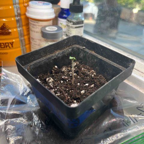 papaya growlog timeline photo