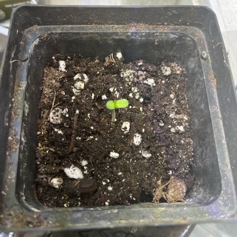 papaya growlog timeline photo