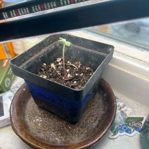 papaya growlog timeline photo