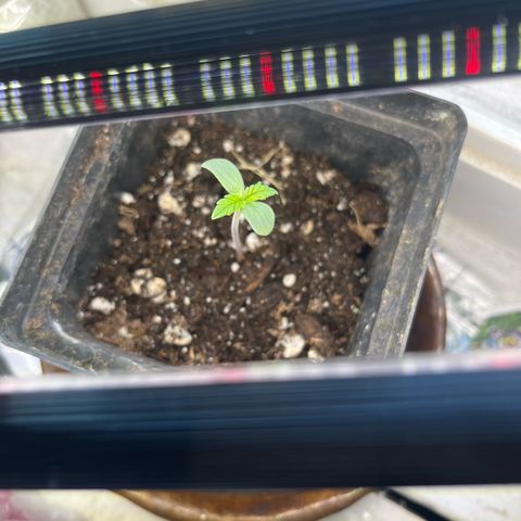 papaya growlog timeline photo