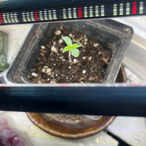 papaya growlog timeline photo
