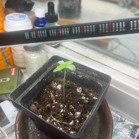 papaya growlog timeline photo