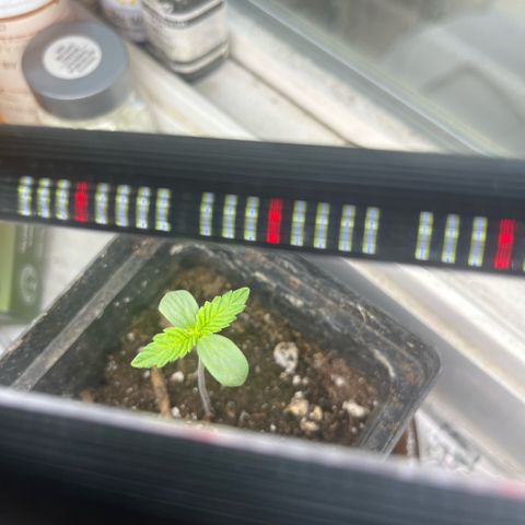 papaya growlog photo: ive been taking her outside when its sunny during the day and ofc bring her back inside under the lights until bedtime