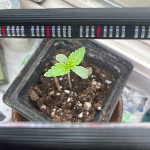 papaya growlog timeline photo