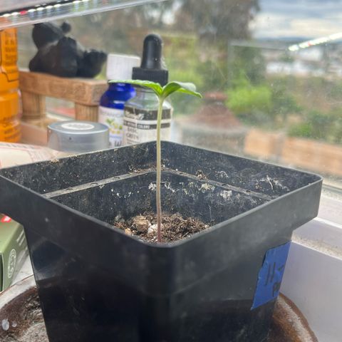 papaya growlog timeline photo