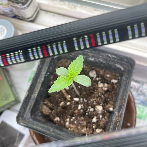 papaya growlog timeline photo