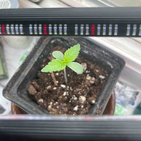 papaya growlog timeline photo