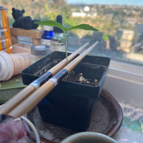 papaya growlog timeline photo