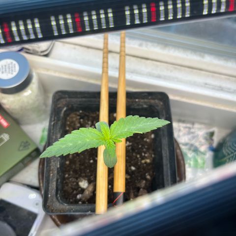 papaya growlog timeline photo