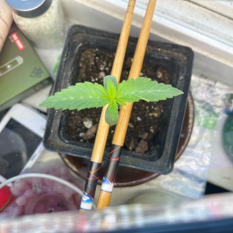 papaya growlog timeline photo
