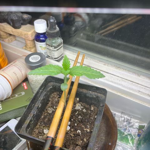 papaya growlog timeline photo