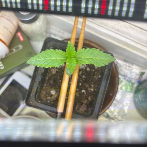 papaya growlog timeline photo